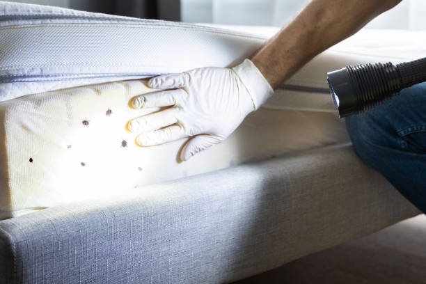 Best Rat Extermination Near Me  in Gardnertown, NY