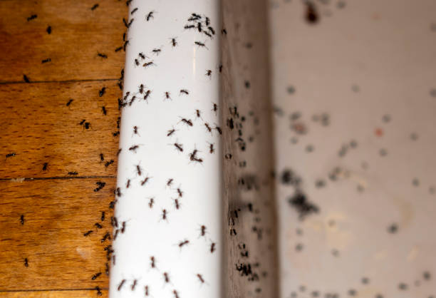Best Cockroach Control Services  in Gardnertown, NY