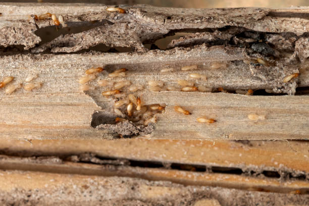 Best Pest Prevention Services  in Gardnertown, NY